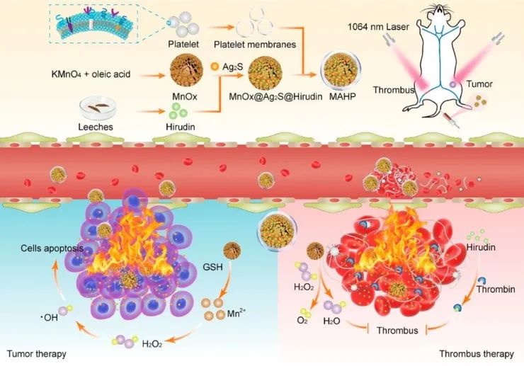 水蛭素、仿生納米、華農(nóng)研究