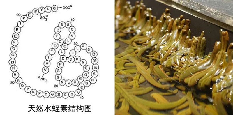 水蛭素、仿生納米、華農(nóng)研究